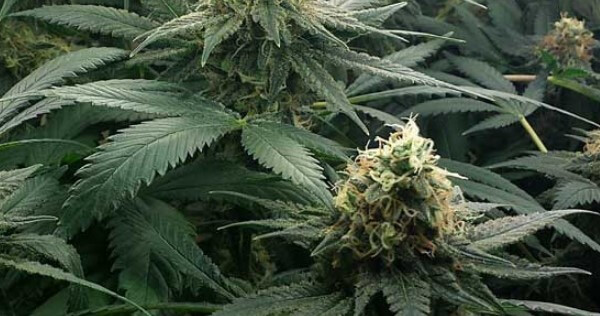 Fleurs Et Tetes De Cannabis