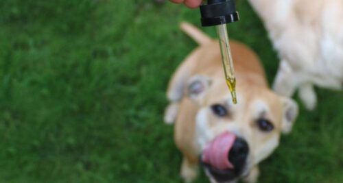 pipette dosage huile chien