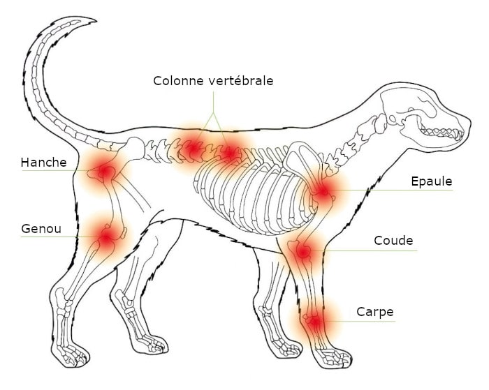 zones arthrite chien anatomie