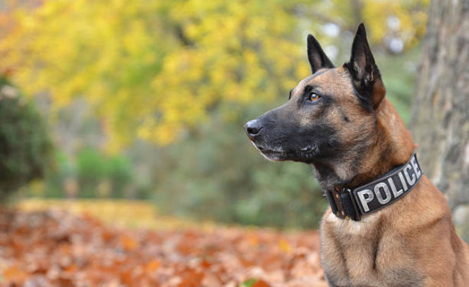 berger allemand chien policier